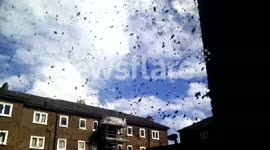Warm Weather Causing Large Wasp Swarms