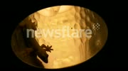 Thai gecko having a snack