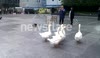 Lunch time demonstration in central London