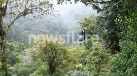 Ziplining in the Costa Rican Rainforest