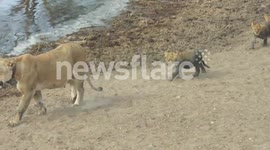 Spotting Lions in the Serengeti national Park, Tanzania