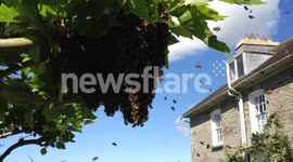 Swarming Bees