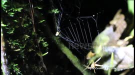 Introducing The Slingshot Spider