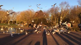 Swans Attack Baby