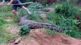Crocodile attacks man