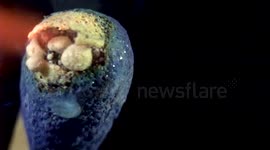 Super Slow Motion of Match Burning