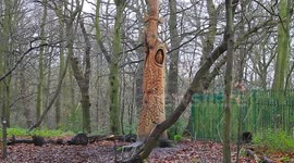 woodland sculpture of old trees in a urban woodland in London