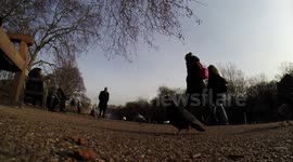 birds eye view of  pidgeons feeding in a park