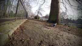 a foxes view after food in a park near a lake