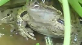 Caterpillar begs frog to eat him