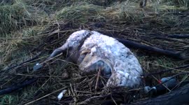 Dead sheep washed up in floods