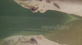 Albino Alligator Bites Camera in Slow Motion