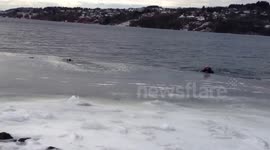 Dramatic dog rescue in Norway