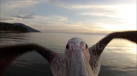 Bird's eye view! Pelican films itself flying in Tanzania