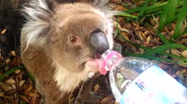 Koalas among species prioritised by Australia's new 10-year environment plan