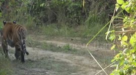 Tiger vs Wild Boar - Jim Corbett National Park