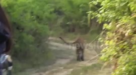 Tourists capture amazing tiger footage