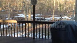 Huge flock of black birds gathering in Egg Harbor City, NJ
