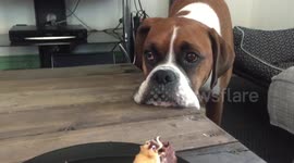 Dog stares longingly at chocolate brownie