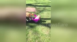 Dog headbutts toddler to the floor while playing ball