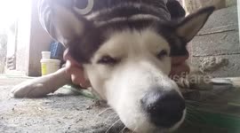 Husky enjoys a loving massage from its owner