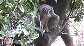 Funny young owl