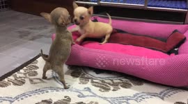 Fierce battle between two pint-sized chihuahuas