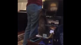 Cat Loves Music
