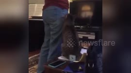 Newsflare Edit - Cat Loves Music