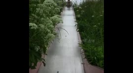 Sliding pomeranian dog!