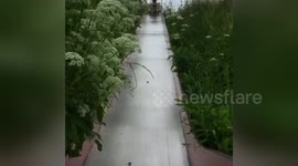 Newsflare Edit - Sliding pomeranian dog!