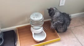 Cat Pounces on Water Tank to See Bubbles
