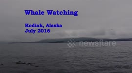 Whale Watching off Kodiak Island