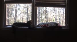 Lazy Kitties Playing While Laying Down
