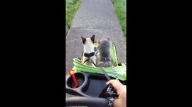 Two cats riding in a stroller