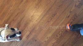 Pit-bull Plays Gently with Ball