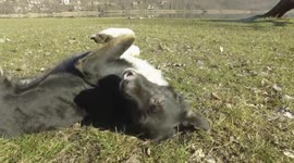 animals