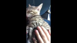 Snoring kitten