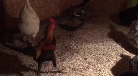 Rooster fail