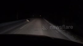 Rabbit running in front of car