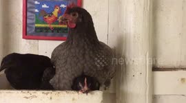 Chicken mama and babies