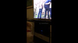 Dog loves home improvement show