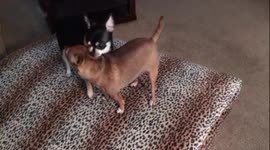 Jesse the Screaming Chihuahua playing with Lily!