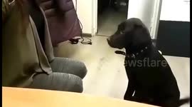Labrador puppy Lord, plays 'Guess which hand'