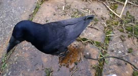 Cute pet crow playing with feather