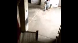 Protection dog