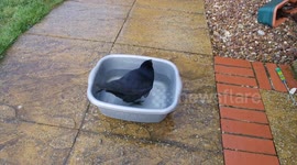 Tame crow has a freezing cold bath, instantly regrets it!