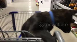 Puppy visits store