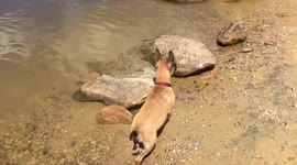 Puppy swimming