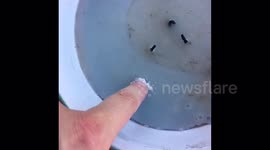 Australia's EXTREME heatwave melts woman's candle wax